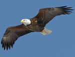 A soaring Eagle